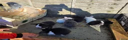 Mini Lop rabbits for sale: baby rabbit - Advert 1