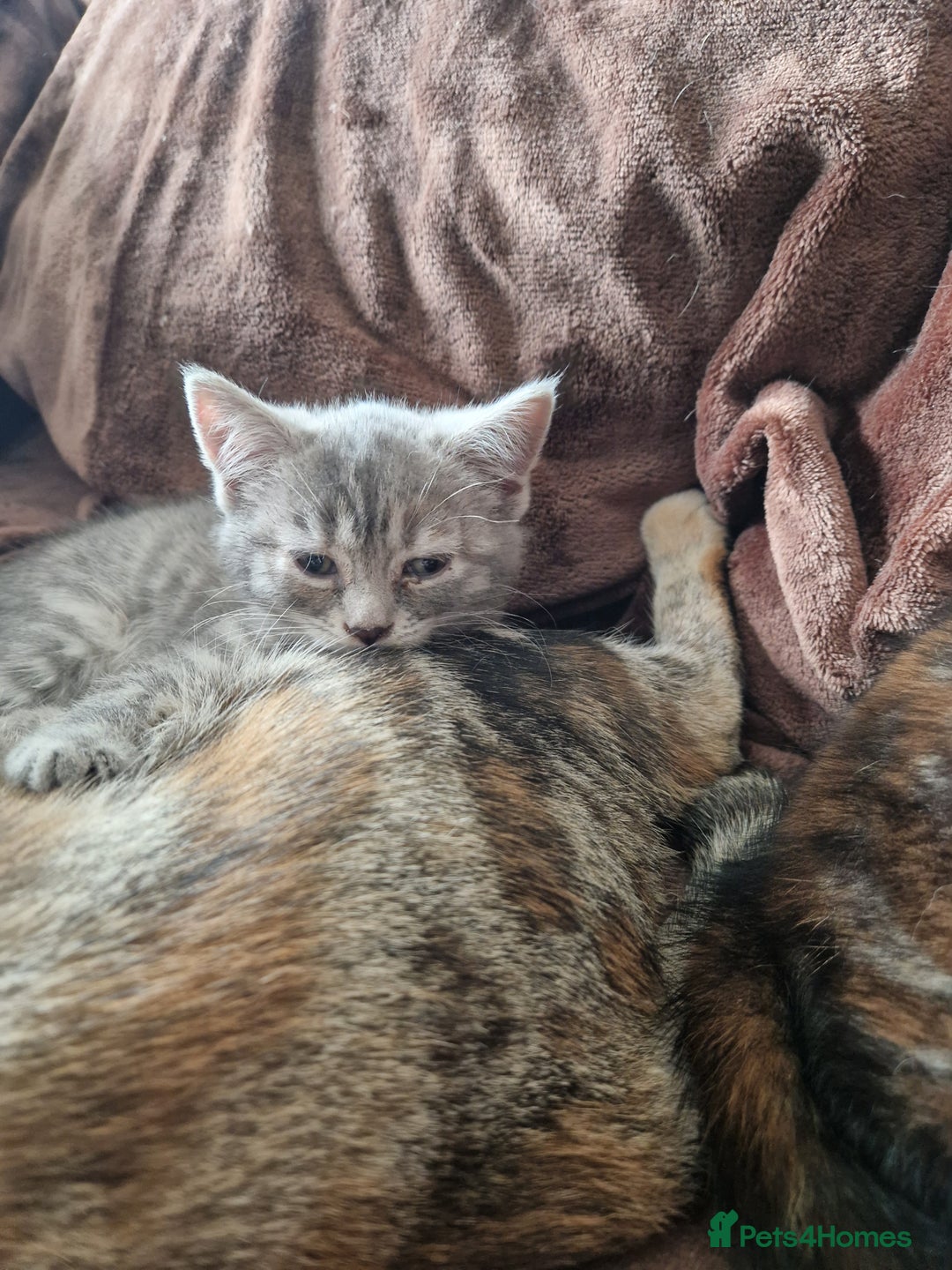 Mixed Breed cats for sale: 4 Beautiful kittens ready for loving home  ♥️ - Image 7