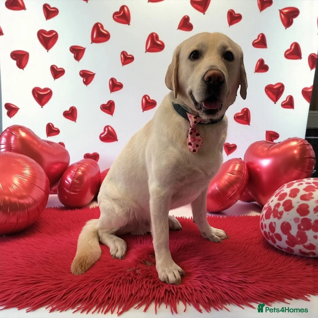 Goldador dogs for sale: Dog for rehome in Liverpool - Advert 1