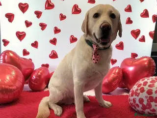 Goldador dogs Dog for rehome in Liverpool - Advert 1