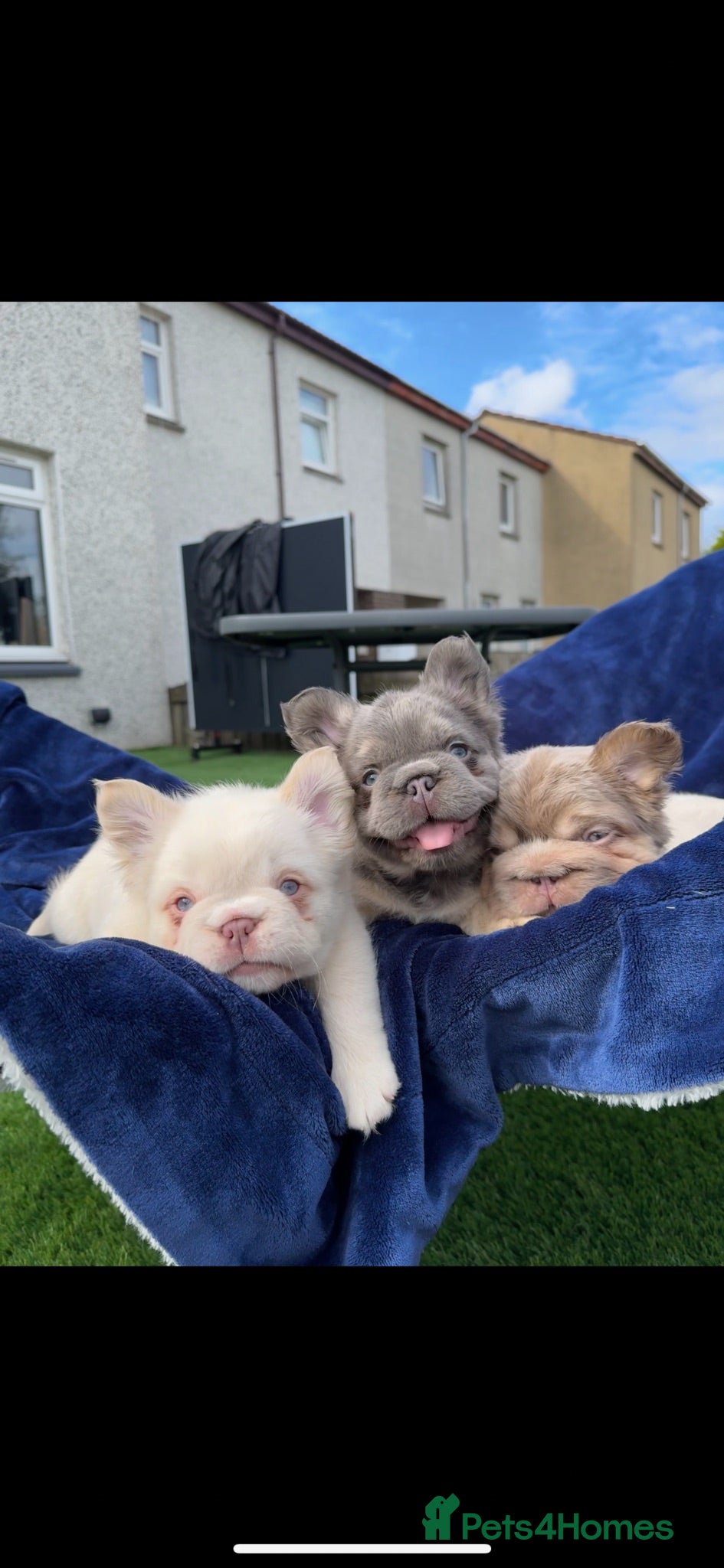 French Bulldog dogs Exceptional Fluffy Frenchie Puppies available  - Advert 2