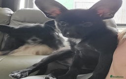 Mixed Breed dogs for sale:  Reserved Boy Small Male Papillon Cross Chihuahua  - Image 4