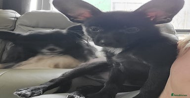 Mixed Breed dogs - Advert 14