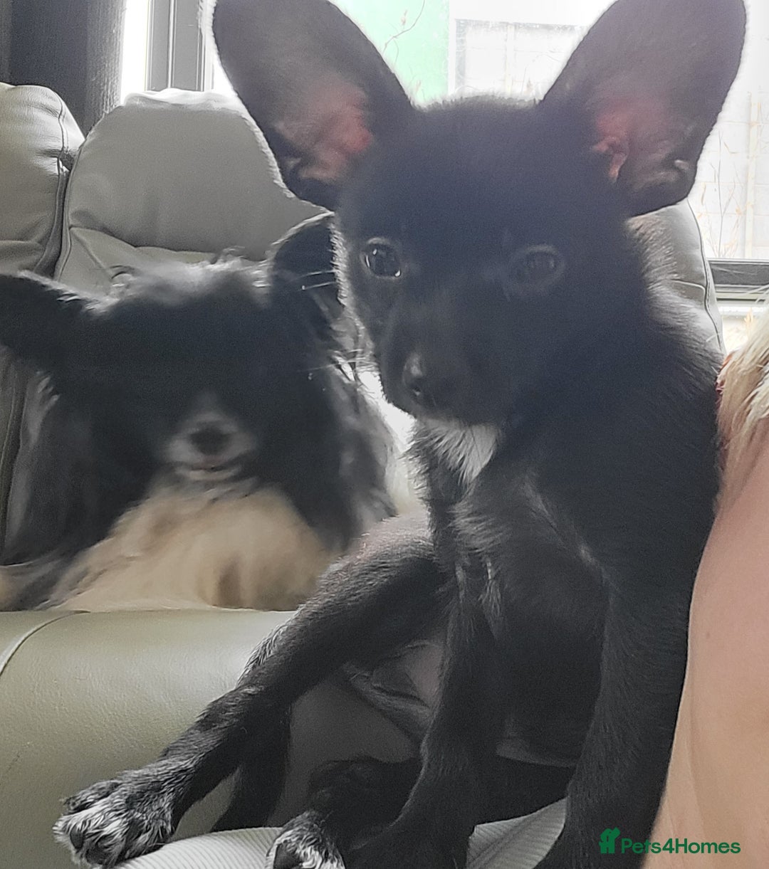 Mixed Breed dogs for sale:  Reserved Boy Small Male Papillon Cross Chihuahua  - Image 4