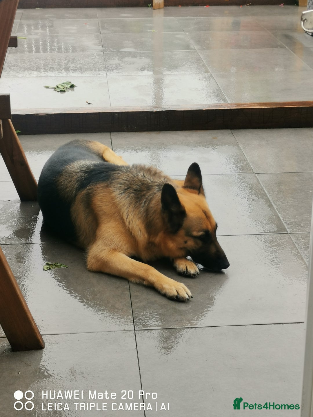 German Shepherd dogs for sale: German shepherd for sale 4.5 years old - Image 2