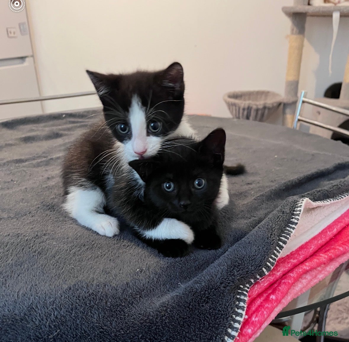 Mixed Breed cats Beautiful kittens  - Advert 2