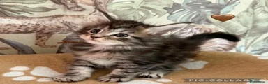 Maine Coon 5