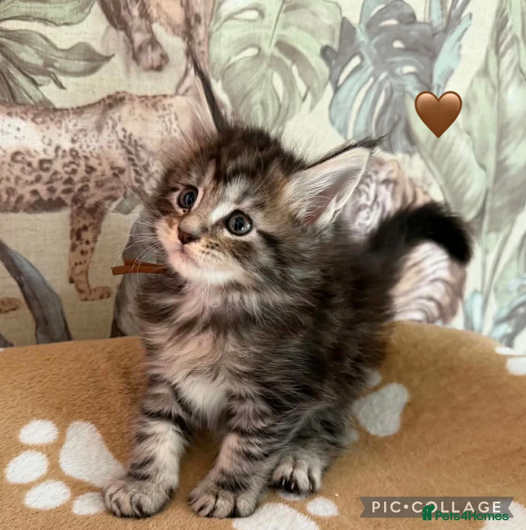 Maine Coon cats for sale: Maine coon kittens for sale tabby and mackerel - Advert 2