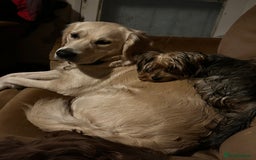 Golden Retriever dogs for sale: Sweet Golden Retriever - Image 9