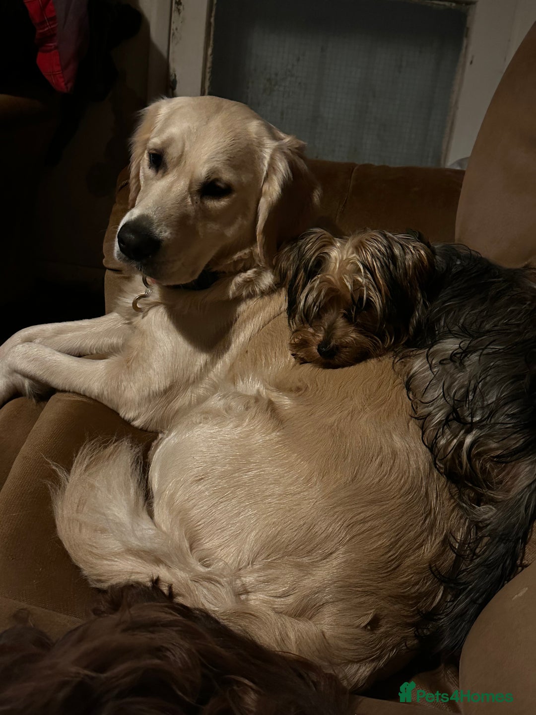 Golden Retriever dogs for sale: Sweet Golden Retriever - Image 9