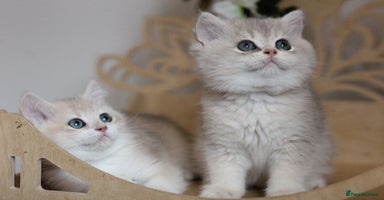 British Shorthair cats - Advert 10