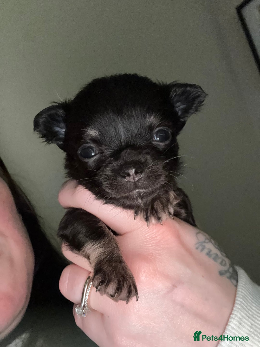 Chihuahua dogs for sale: Chihuahua Puppies - Advert 5