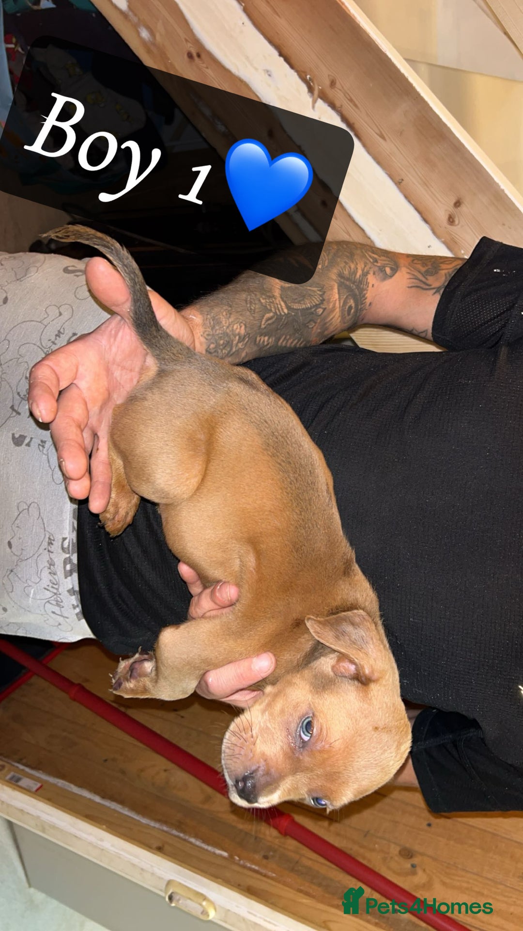Mixed Breed dogs for sale: Cane Corso x Pocket Bully - Image 3