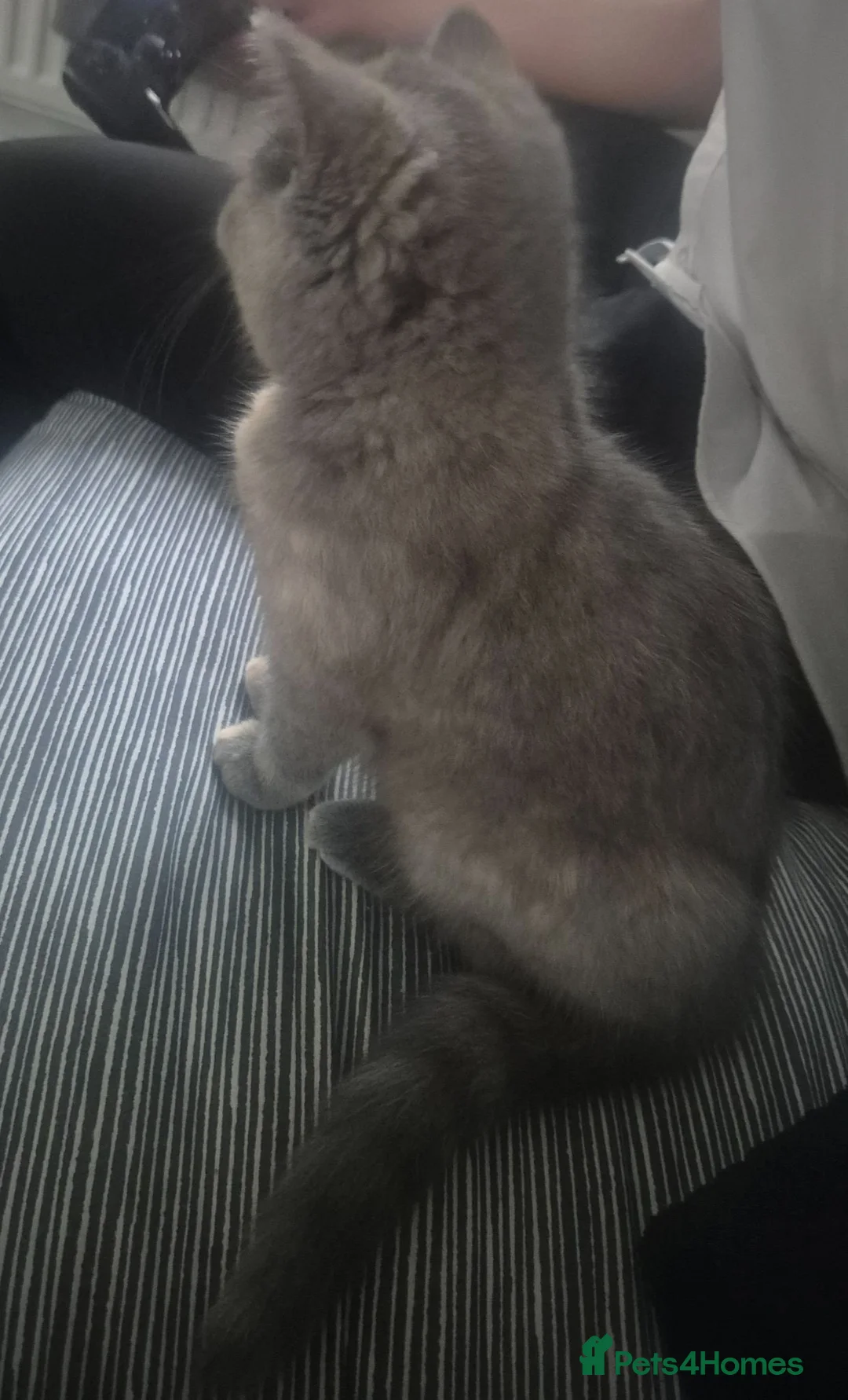 British Shorthair cats for sale: British short hair for sale  in Sheffield - Advert 2