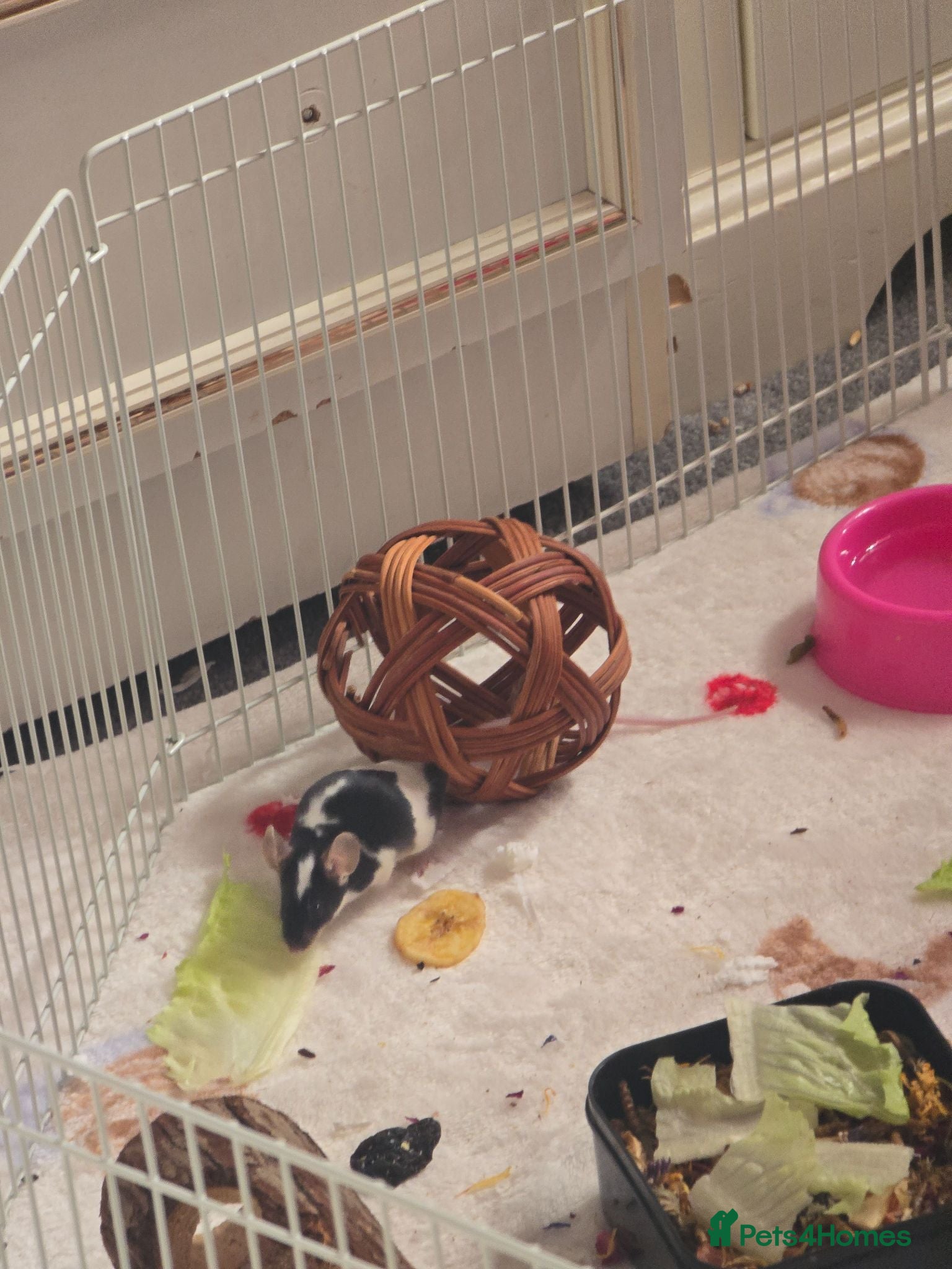 Mouse rodents Trio of Female mice - Advert 1