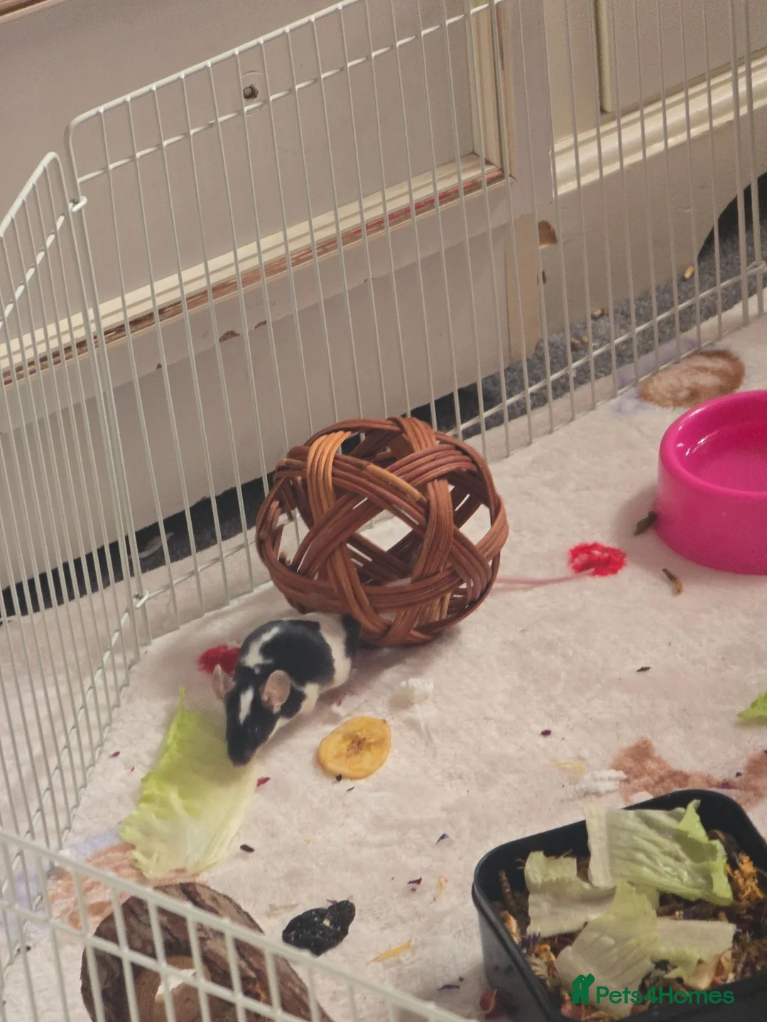Mouse rodents for sale: Trio of Female mice - Advert 1