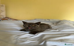 British Shorthair cats for sale: British shorthair for sale - Image 3