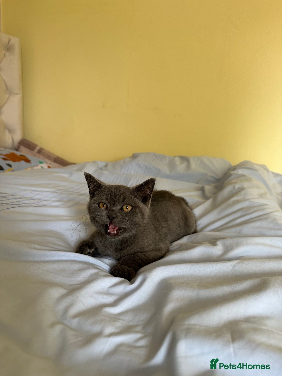 British Shorthair cats for sale: British shorthair for sale - Image 3
