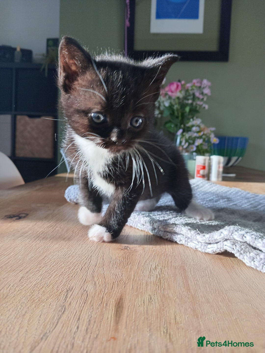 Domestic Shorthair cats for sale: Black and White Kittens For Sale - Image 2