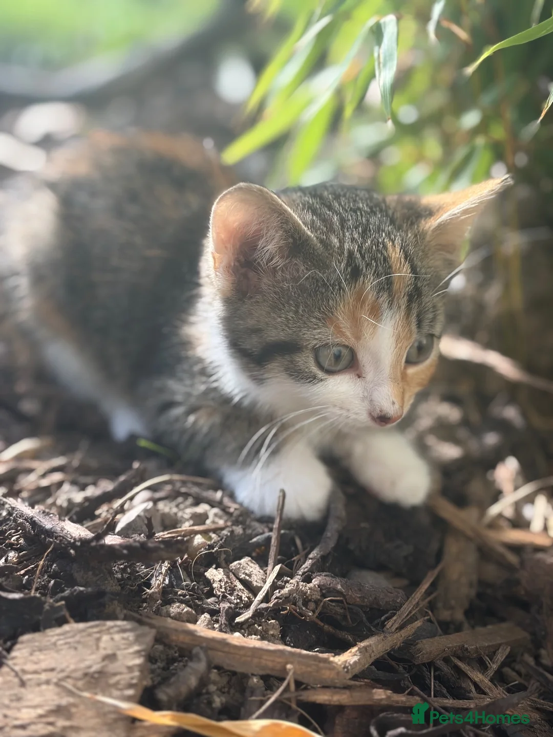 European cats for sale: Beautiful colourful kittens - Advert 2