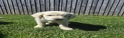Golden Retriever dogs for sale: all puppies have now been reserved - Advert 14