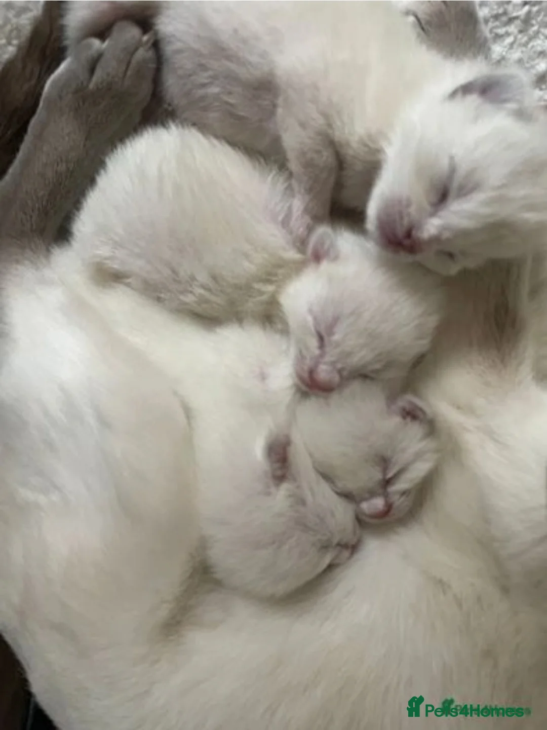 Ragdoll cats for stud: Stud Muffin in Ilkeston - Advert 30