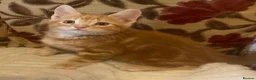 Mixed Breed cats for sale: Cute kittens for sale KT4 - Advert 20