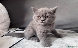British Shorthair cats for sale: British shorthair Blue so beautiful  - Image 5