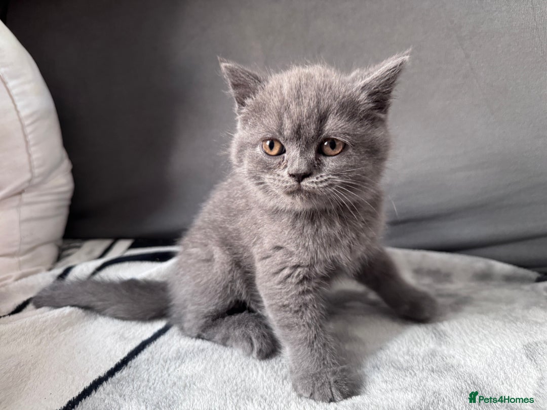 British Shorthair cats for sale: British shorthair Blue so beautiful  - Image 5