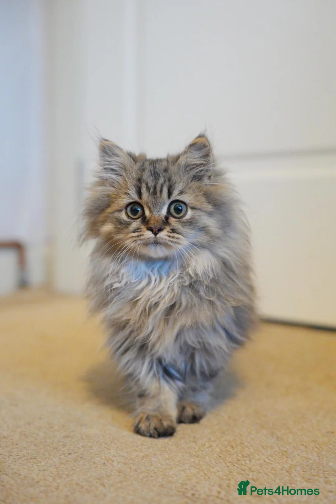 Persian cats for sale: Theo is a beautiful Persian boy  in Oxford - Advert 2
