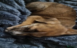 Mixed Breed dogs for sale: Beautiful male - Image 3