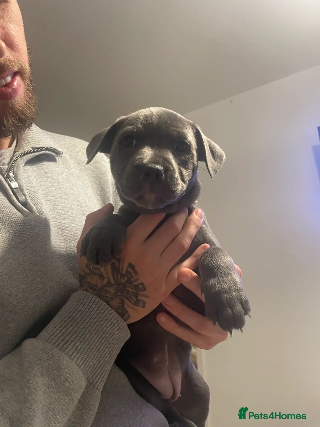 Staffordshire Bull Terrier dogs for sale: Blue staffie puppies   - Advert 33