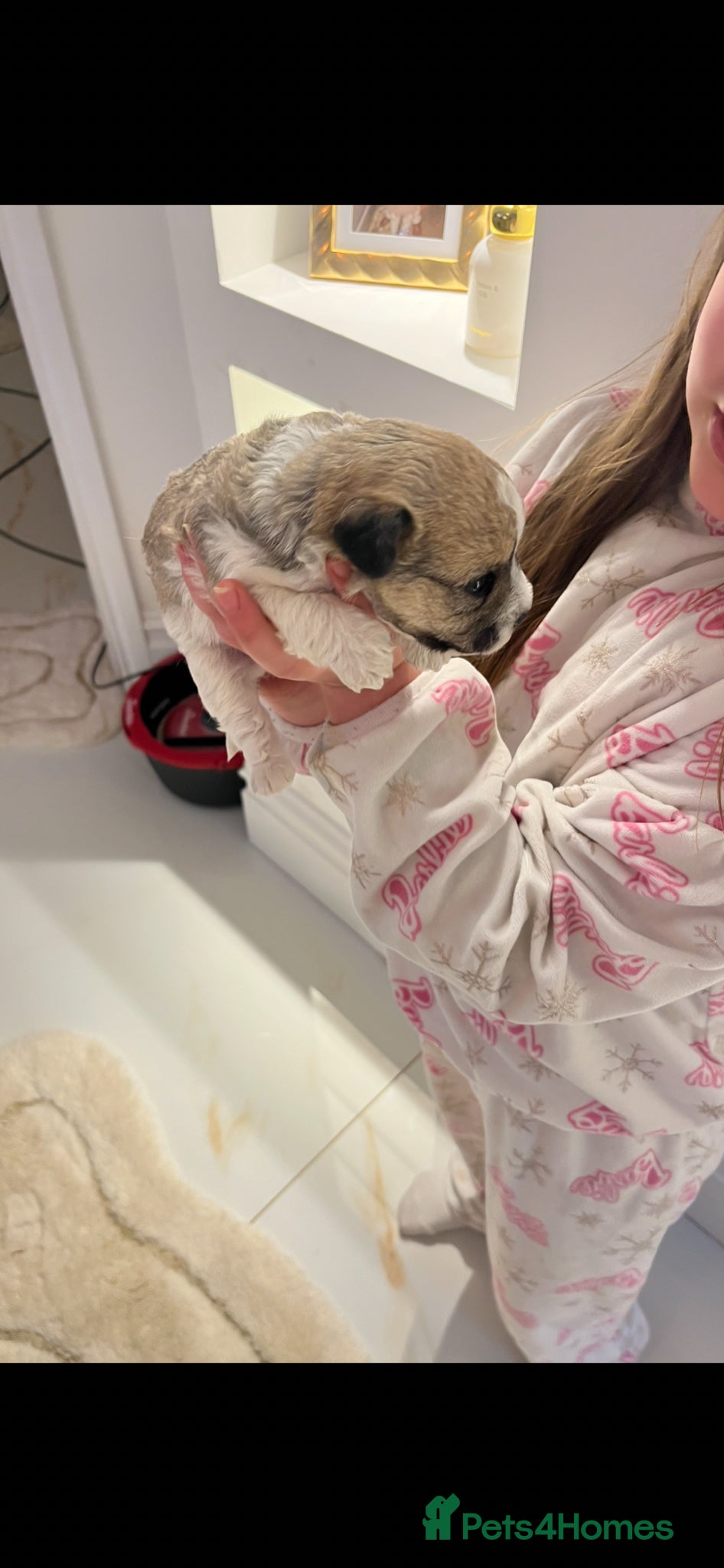 Jack Russell dogs for sale: Gorgeous tiny Jack Russell‘s in High Wycombe - Advert 6