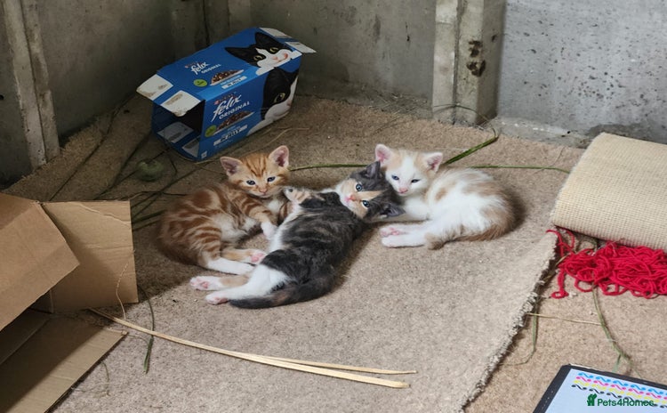Domestic Shorthair cats - Advert 4