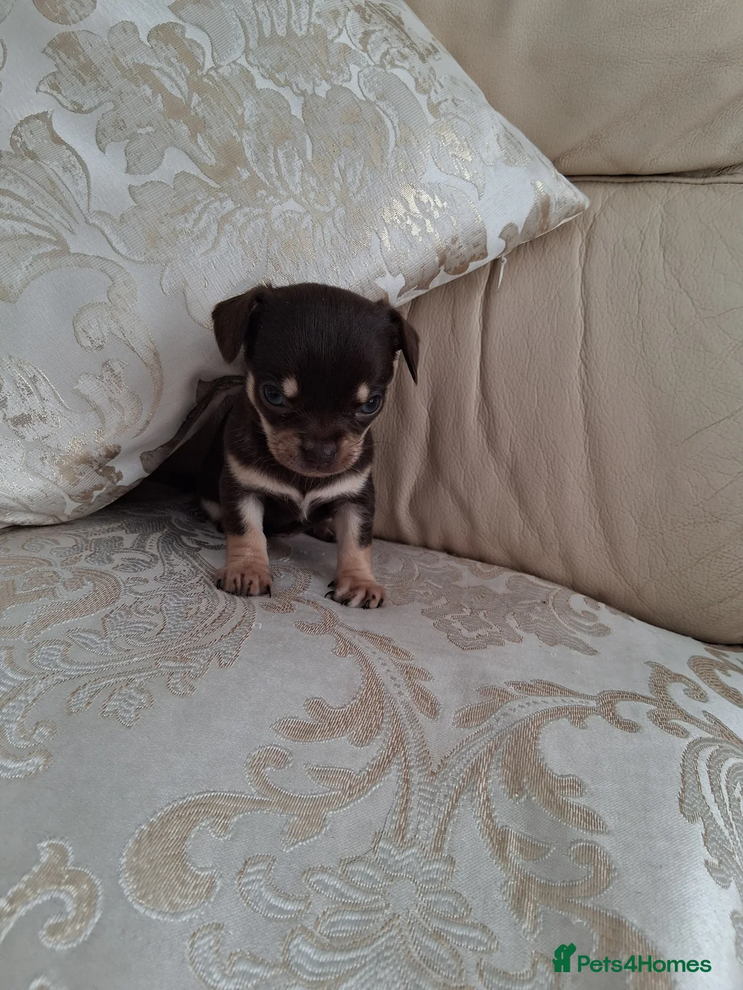 Chihuahua dogs for sale: Chihuahua last Girl puppy left now - Advert 4