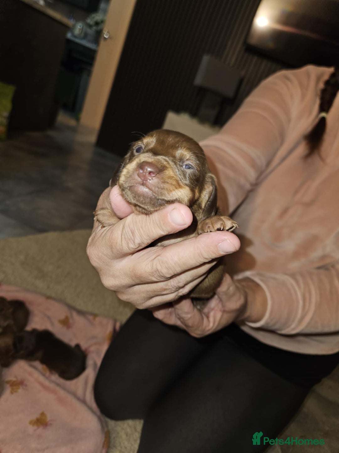 Miniature Dachshund dogs for sale: Miniature dachshunds - Image 6