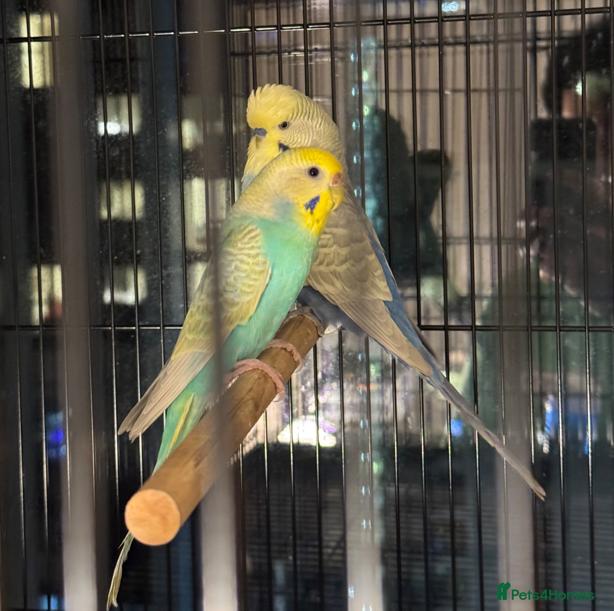 Budgerigars birds Pair of rainbow and clearwing budgies  - Advert 4