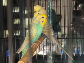 Budgerigars birds Pair of rainbow and clearwing budgies - Advert 5