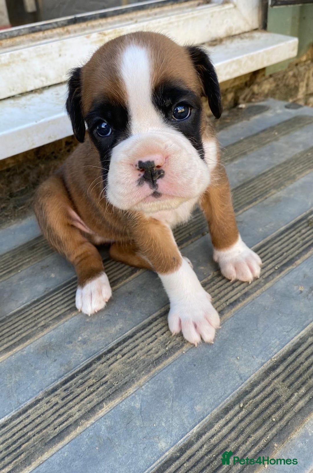 Boxer dogs for sale: Boxer puppies kennel club reg 5 star licence  - Image 31