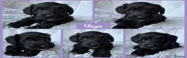 Yoyo 💜