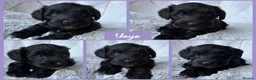 Miniature Schnauzer dogs for sale: BVA/MAC TESTED CLEAR - KC REG 2 BLACK GIRLS - Advert 1