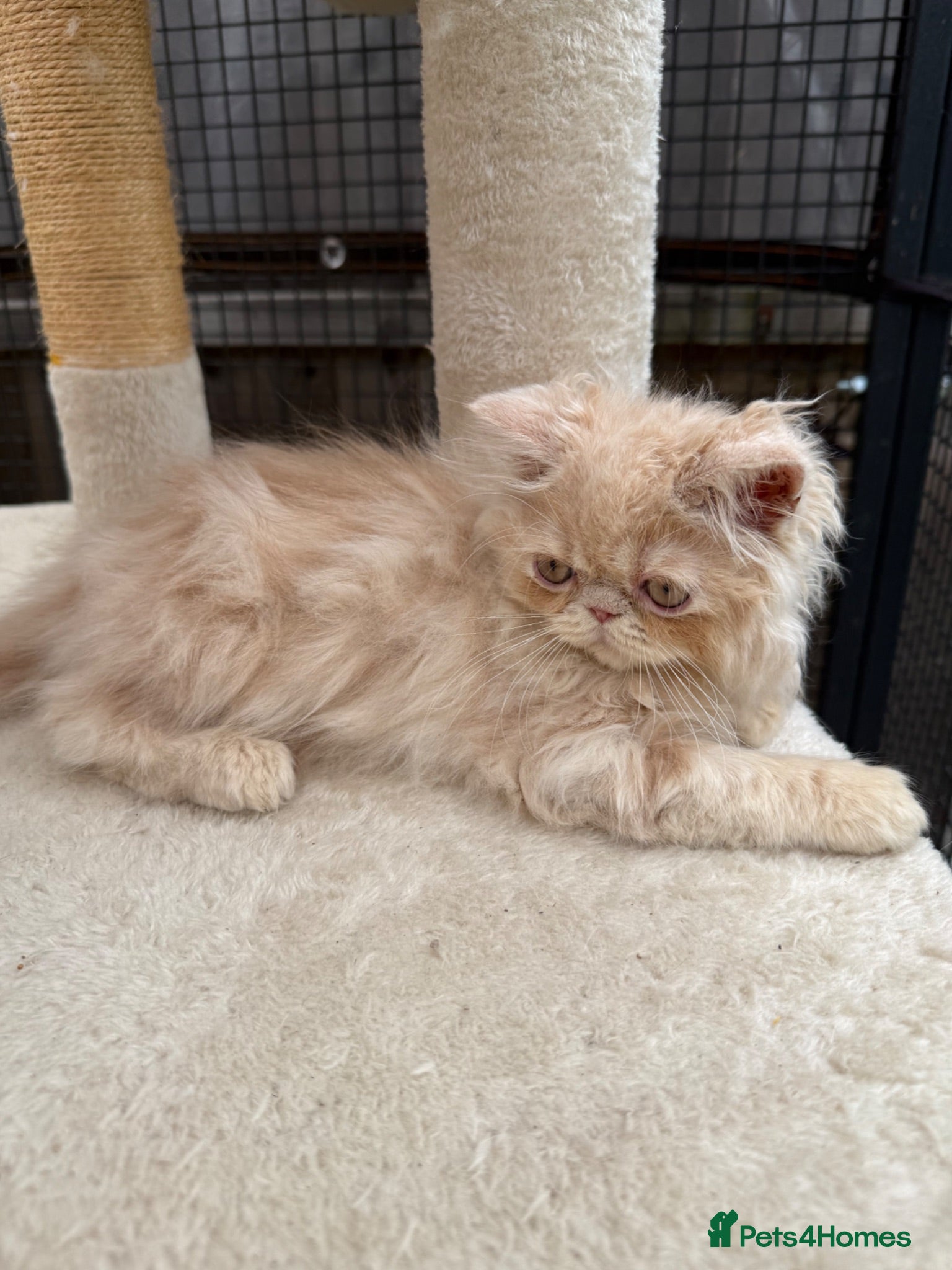 Persian cats READY NOW! GCCF registered Persian kitten 💙 - Advert 6