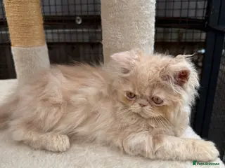 Persian cats READY NOW! GCCF registered Persian kitten 💙 - Advert 6
