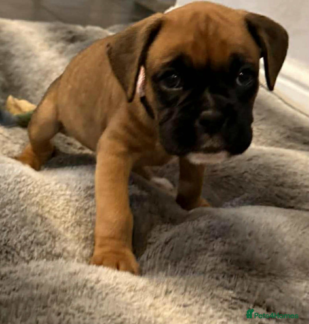 Boxer dogs for sale: Gorgeous litter of red and white boxers.  - Image 2