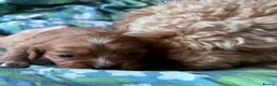 Cavapoo dogs for sale: Beautiful Cavapoo Puppies in Darlington - Advert 26