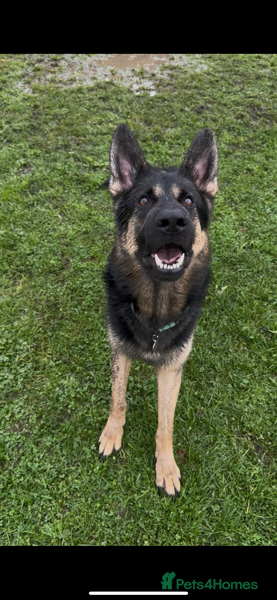 German Shepherd dogs for sale: Our amazing German shepherd  - Advert 3