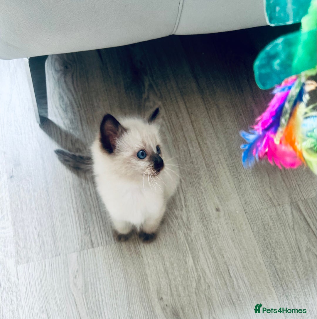 Ragdoll cats for sale: Ragdoll Kittens  - Image 10