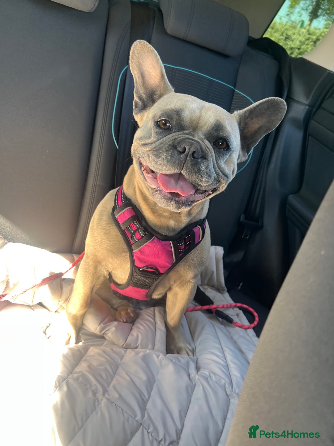 French Bulldog dogs for sale: French bulldog  - Image 1