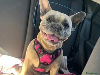 French Bulldog dogs - Advert 3