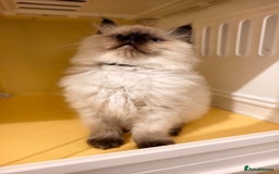 Ragdoll cats for sale: Beautiful Ragdoll Kittens Ready for Sale! - Advert 19